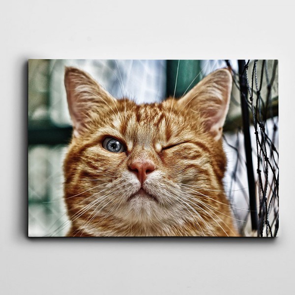 Göz Kırpan Kedi Kanvas Tablo