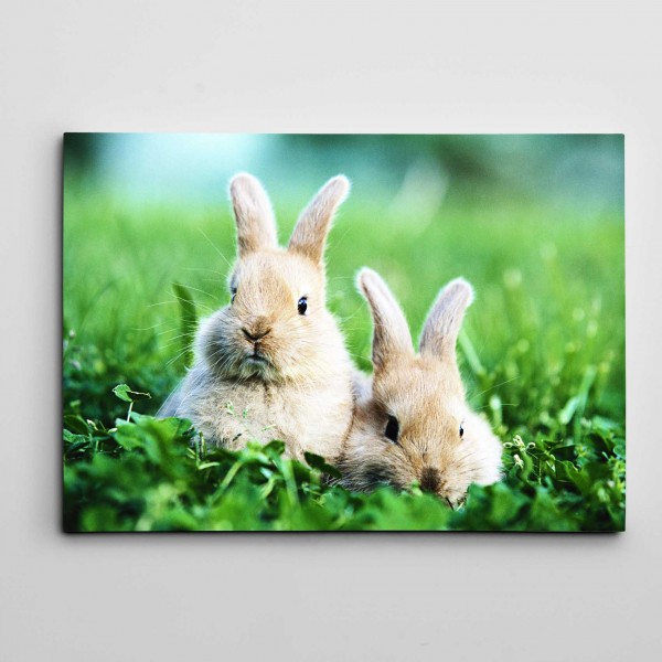 Sevimli Tavşanlar Kanvas Tablo